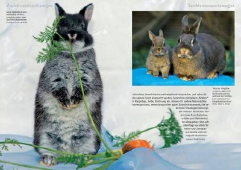 Preview: Kaninchen